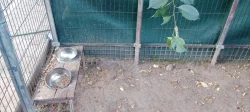 Zateplená bouda včetně ocelového voliéru, pro velkého psa.