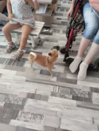 Daruji do dobrých rukou