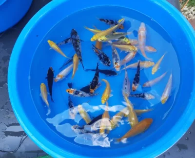 Koi kapr