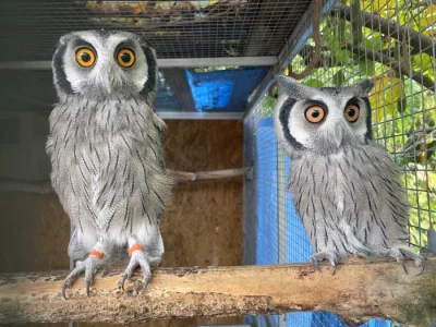 Výreček bělolící (otus leucotis)