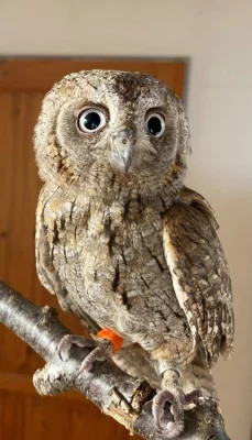 Výreček malý (Otus scops)