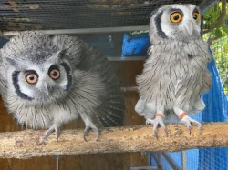 Výreček bělolící (otus leucotis)