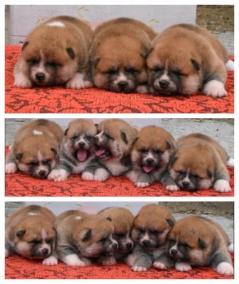 Akita inu s PP