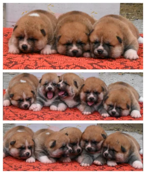 Akita inu s PP