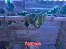 Prodej páru Morelia viridis