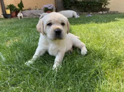 Štěňata Labradorského retrievera s PP