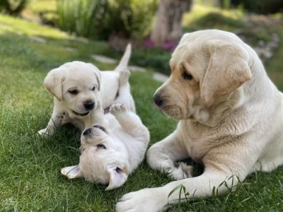 Štěňata Labradorského retrievera s PP