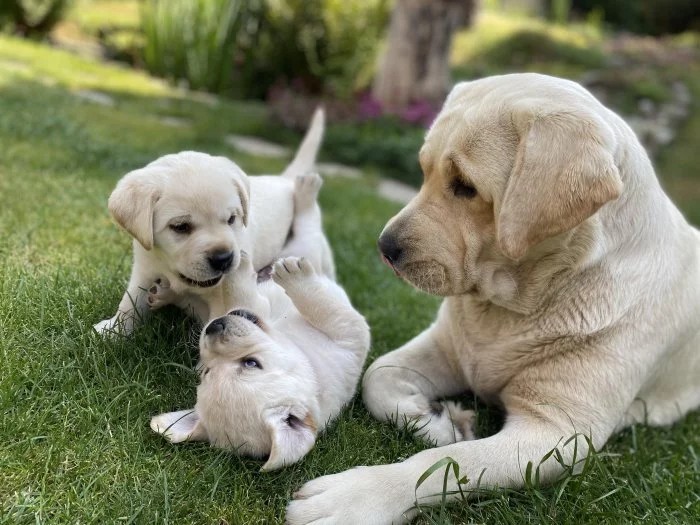 Štěňata Labradorského retrievera s PP