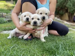 Štěňata Labradorského retrievera s PP