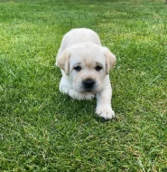 Štěňata Labradorského retrievera s PP