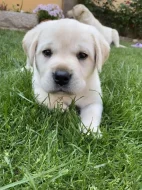 Štěňata Labradorského retrievera s PP