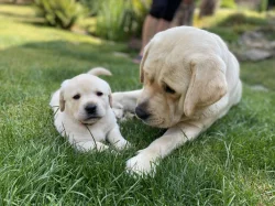 Štěňata Labradorského retrievera s PP