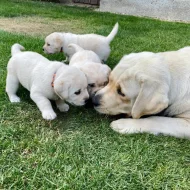 Štěňata Labradorského retrievera s PP