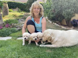 Štěňata Labradorského retrievera s PP