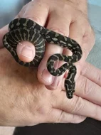 Morelia spilota cheynei