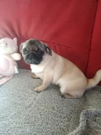 Mops fenka