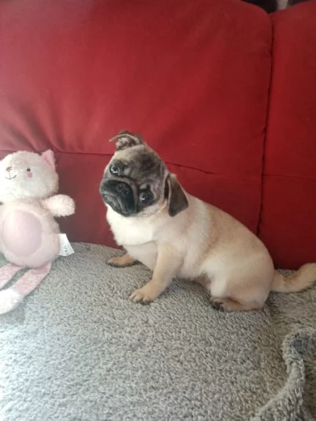 Mops fenka