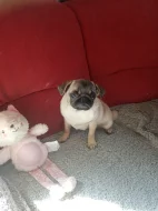 Mops fenka