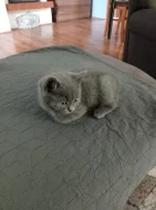 Britský modrý kocourek