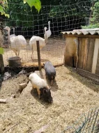Gottingenská miniprasátka z kvalitního chovu