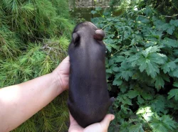 Gottingenská miniprasátka z kvalitního chovu