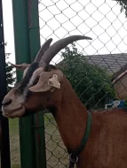 Dvě dojné kozy