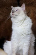 Ragdoll koťátka bez PP