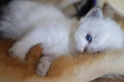 Ragdoll koťátka bez PP