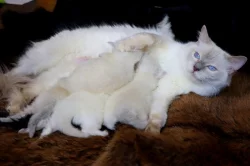 Ragdoll koťátka bez PP
