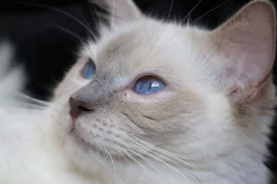 Ragdoll koťátka bez PP