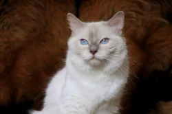 Ragdoll koťátka bez PP
