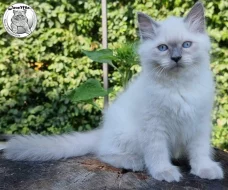 Sibiřská kočka - Něvská Maškaráda s PP