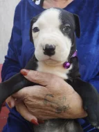 Štěňátka Stanfordu na prodej