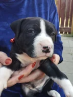 Štěňátka Stanfordu na prodej