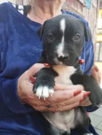 Štěňátka Stanfordu na prodej