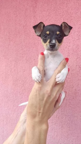 Americký Toy Foxteriér - štěňátka s PP