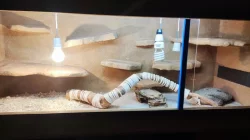 Terárium+ agamy australské