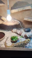 Terárium+ agamy australské