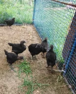 Ayam Ceman