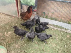 Ayam Ceman