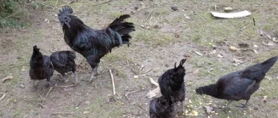 Ayam Ceman