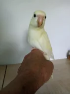 Miminka kakariky