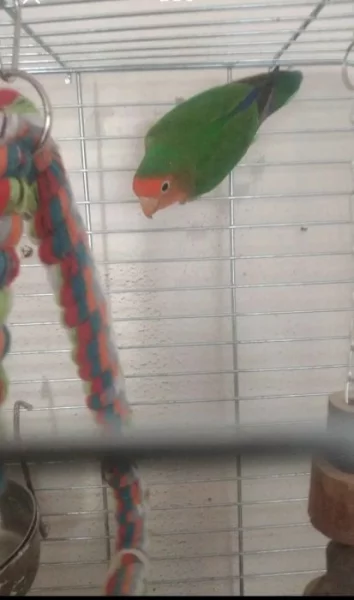 Mláďata Agapornise