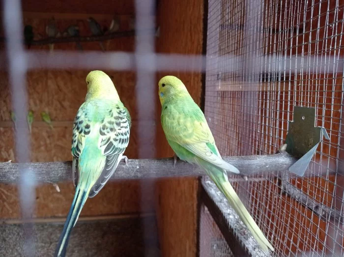 Andulka