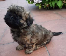 Krásná štěňátka Shih-tzu
