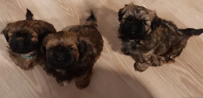 Krásná štěňátka Shih-tzu