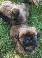 Krásná štěňátka Shih-tzu