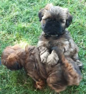 Krásná štěňátka Shih-tzu