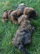 Krásná štěňátka Shih-tzu
