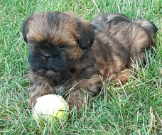 Krásná štěňátka Shih-tzu